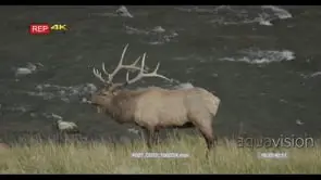 Male Elk standing and looking and a female Elk resting WS GOOD LIGHT