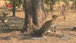 Leopard walking around the tree then climbs on it WS