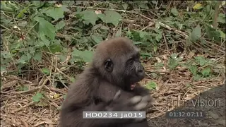 Male Gorilla stretching chest beating dominance display
