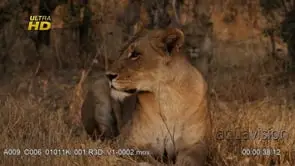 Adult female African Lioness laying down, guarding territory and scouting, MWS; Sunset.