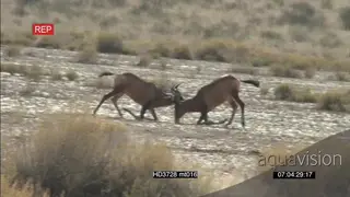 Two Bull Hartebeest fighting