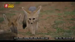 Close up shot of juvenile cape fox licking water off a drained on leaves it then trots.