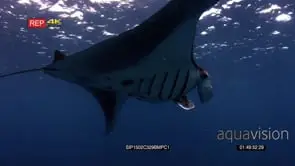 Reef manta ray ram feeding at the surface of the sea