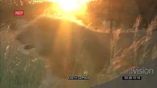 African Male Lion Walking across the camera in Long thick grass during the Sunrise