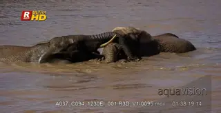 Two adult African Elephant swimming inside muddy water.