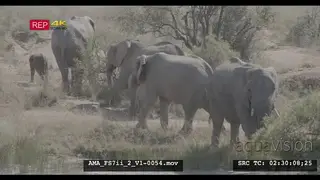 African elephants dustbathing, drinking, walking, playing, calfs, breeding herd, water.