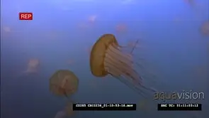 Pacific sea nettle jellyfish swimming in kelp forest