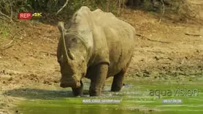 White rhino walks towards camera then lies down in mud