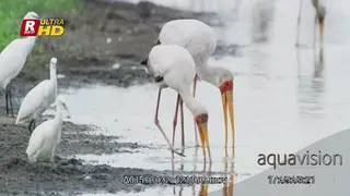 Little Egret and Yellowbilled stork foraging using their beaks and looking around.