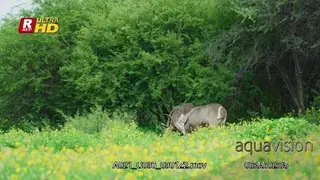 Two Waterbuck clambering, walking and horns stuck together.