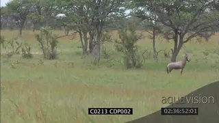 Lioness stalking hunting Blesbok and Waterbok WS, FAILS