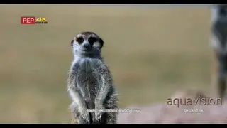 CU of upper body of a meerkat looking around and into camera