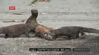 Komodo Dragons feeding on a kill moving and looking around on riverbank MWS MLS ZI ZO HAND