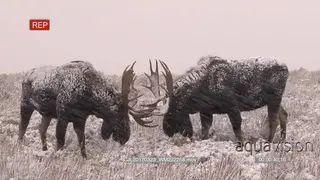 Moose herd walking, grazing on grass and others sparring on prairie during snowfall.
