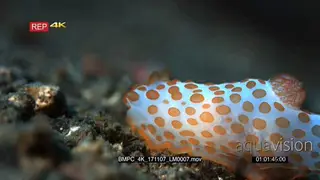CU of a cute white nudibranch with orange dots.