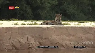 Jaguar lying on the riverbank