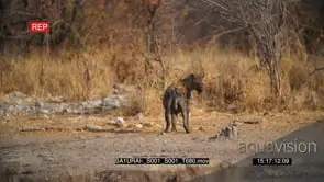 Spotted hyena standing looking around turn around walk into waterhole drinking mud bathing