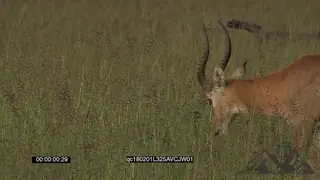Impala Grazing close to the camera GOOD LIGHT