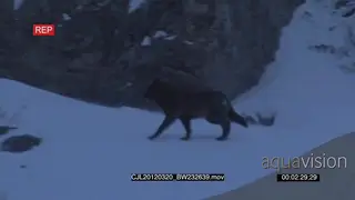 Gray Wolf standing looking around then running after a herd of juvenile Elk Antelopes…
