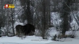 Adult Moose walking in snow while grazing on tree twigs. MLS.