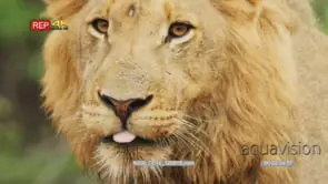 Young male lion shakes head then winks