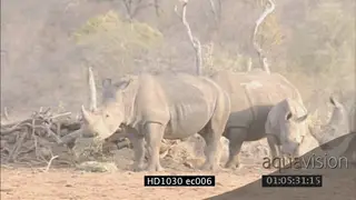 White Rhino herd with young walking grazing feeding LS DRY