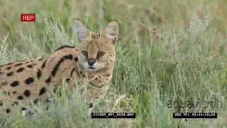 Serval Looking around the Grassland GENERAL BEHAVIOUR