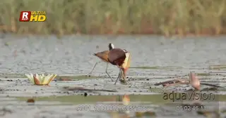 A pair of African Jacanas walking over water lily leaves.