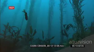 Scenic Kelp forest fishes swimming around through kelp UNDERWATER