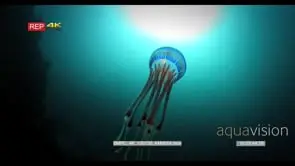 WS Stunning Jelly Fish swimming in the blue sea