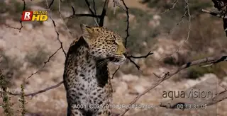 Close up of leopard listening and watching while on the hunt.