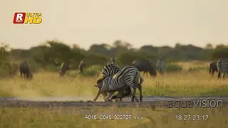 Young and adult herd of Plain Zebras and Blue Wildebeest walking,fighting.