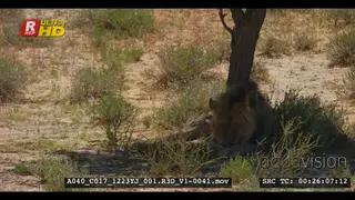 Male lion with black mane licking its paw in the shade of a tree