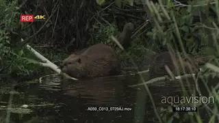 A pair Beavers laying down in a Pond and barks 2S