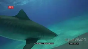 Tiger Shark swimming from surface to bottom, underneath boat, divers in-shot UW