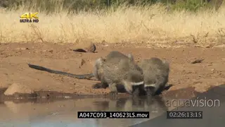 Vervet Monkeys 2 drinking water looking around scouting for danger MS