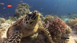 Hawksbill Turtle feeding on corals on reef