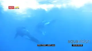 A pair of Killer Orca whales swimming together with on carrying prey to feed on SOCIAL.