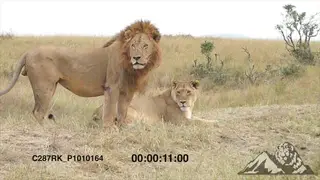 Male Lion and female Lioness in the Mara Savannah AmCam