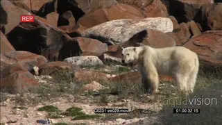 Polar Bear cautiously walking away from camera over boulders towards ocean. No Snow