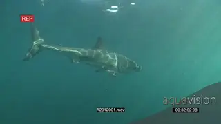 Great White Shark swimming underwater in ocean turning and passing by camera PROFILE
