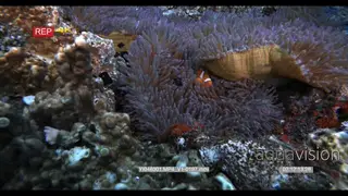 A medium wide shot of a three false clown Anemonefish, clownfish on a purple…