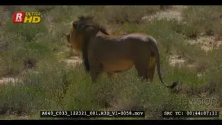 Close tracking shot of male lion smelling the ground around a tree that he had just.