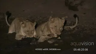 African Lion's strangle feeding on impala stuck in the mud at NIGHT