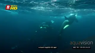 Orca Killer Whales hunting herring in noway UW