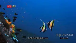 Two stunning moorish idol, Zanclus cornutus fish swim in the sea