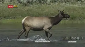 female elk in river, walks to island