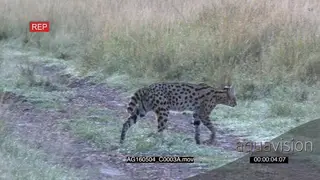 Serval (Leptailurus serval) male sauntering along a road and looking around