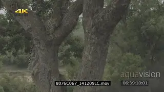 Leopard sleeping on a tree WS