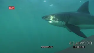 Great white shark gently swimming underwater in ocean passing by camera PROFILE HAND